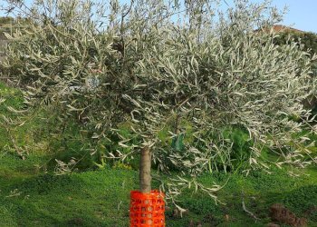 Giardino - Agricultural land Via Don Giovanni Bosco
13, Camporotondo Etneo - photo 15