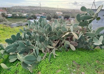 Giardino - Agricultural land Via Don Giovanni Bosco
13, Camporotondo Etneo - photo 18