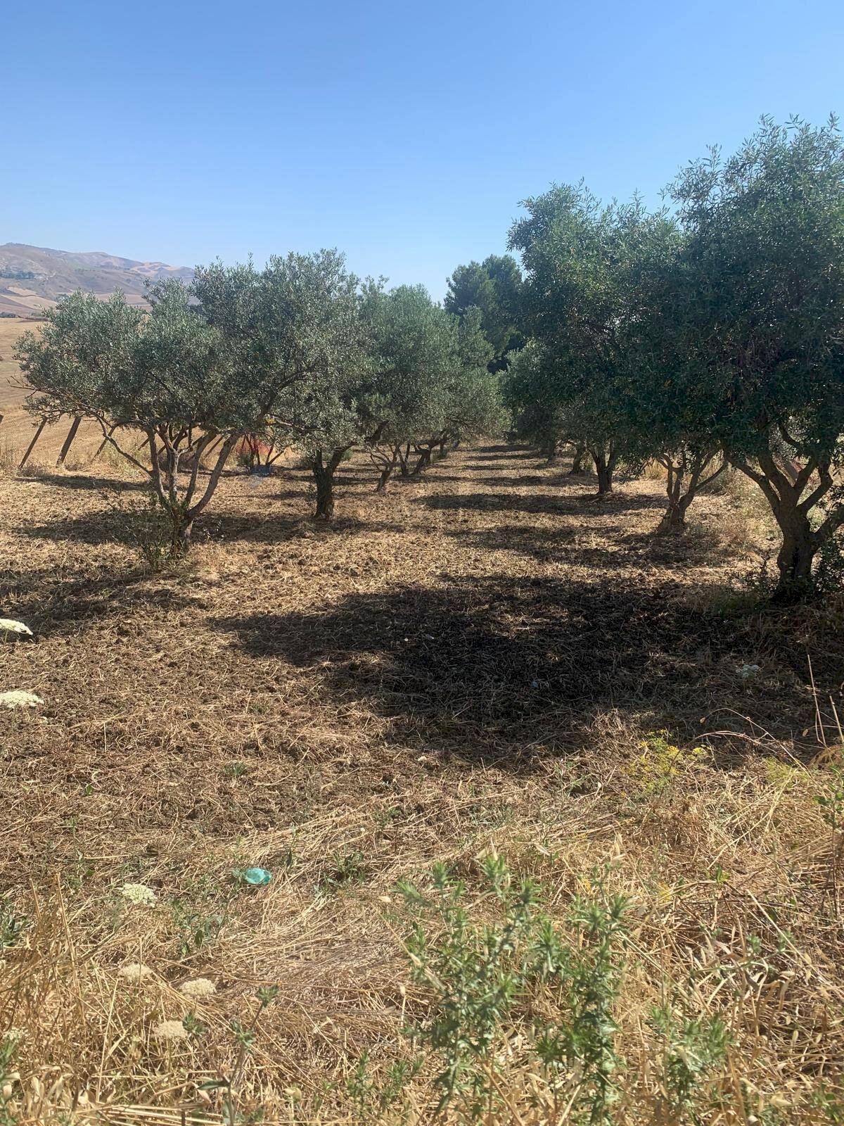 Giardino - Terreno agricolo Contrada xirbi
 
snc, Caltanissetta - foto 3