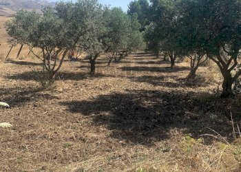 Giardino - Agricultural land Contrada xirbi
 
snc, Caltanissetta - photo 3