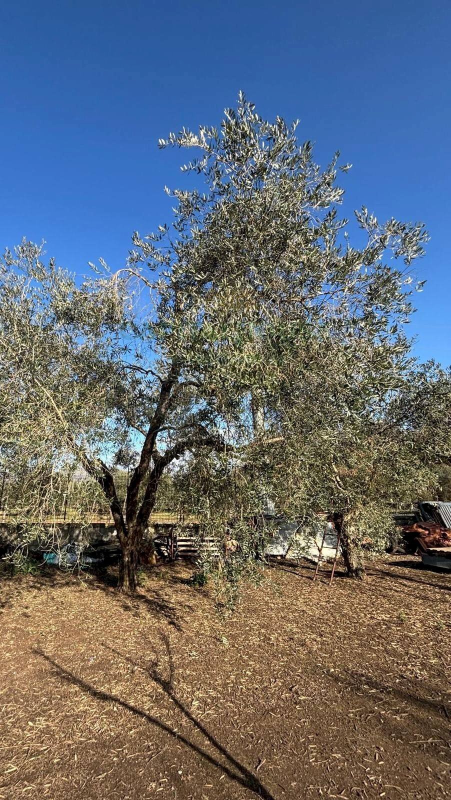 Foto 3 - Terreno agricolo Caserta - foto 3