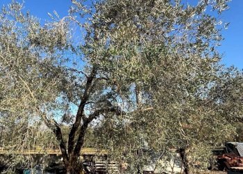 Foto 3 - Agricultural land Caserta - photo 3