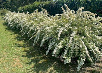 Foto 31 - Villa Via Chianciano
 
91, Cesena - foto 31