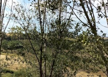 Terreno - Rustico via Guaina, 6, Santa Maria Nuova - foto 41