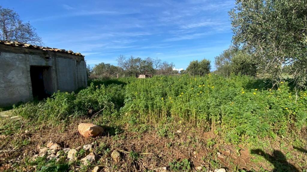 Terreno - Magazzino SS113, Cinisi - foto 2