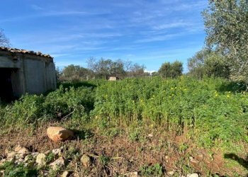 Terreno - Magazzino SS113, Cinisi - foto 2