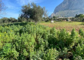 Terreno - Magazzino SS113, Cinisi - foto 6