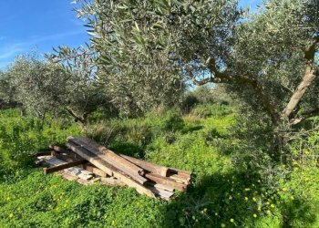 Terreno - Magazzino SS113, Cinisi - foto 7