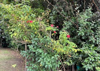 giardino condominiale - Trilocale via San Giobbe, 72, Argelato - foto 33