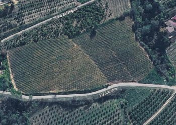 Agricultural land Diano d'Alba - photo 1