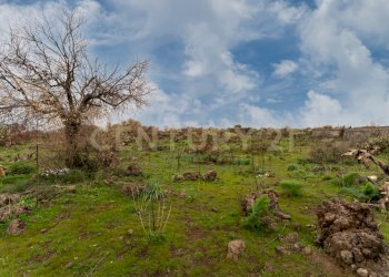Terreno Belpasso (10).jpg - Agricultural land Via Santa Maria di Licodia, Belpasso - photo 5
