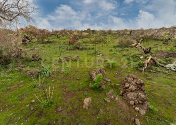 Terreno Belpasso (11).jpg - Agricultural land Via Santa Maria di Licodia, Belpasso - photo 6