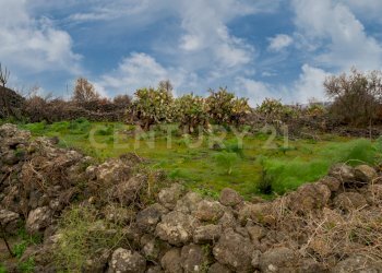 Terreno Belpasso (17).jpg - Agricultural land Via Santa Maria di Licodia, Belpasso - photo 12