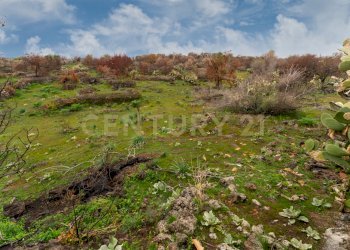 Terreno Belpasso (25).jpg - Agricultural land Via Santa Maria di Licodia, Belpasso - photo 20