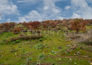 Terreno Belpasso (30).jpg - Agricultural land Via Santa Maria di Licodia, Belpasso - photo 24