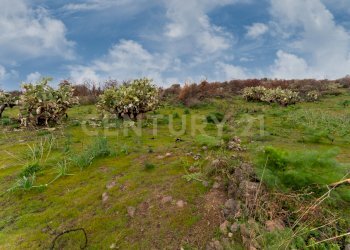 Terreno Belpasso (31).jpg - Agricultural land Via Santa Maria di Licodia, Belpasso - photo 25