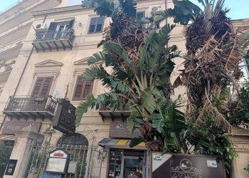 8ea174cb-6e8f-455c-95d1-6ead6d3171de.jpg - Ristorante Palermo - foto 14