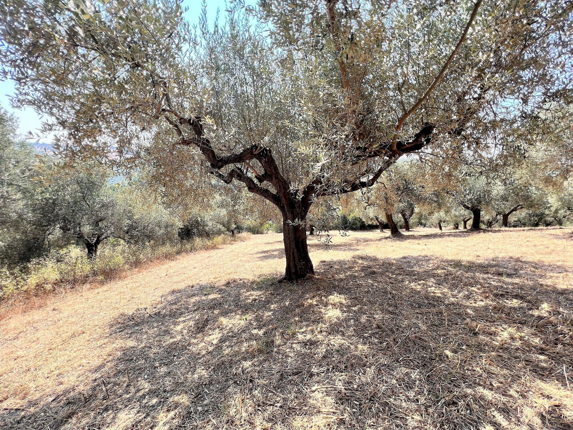 Building land Via Alcide de gasperi, 54, Montesilvano - photo 3