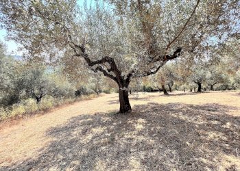Building land Via Alcide de gasperi, 54, Montesilvano - photo 3