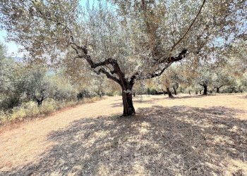 Building land Via Alcide de gasperi, 54, Montesilvano - photo 11
