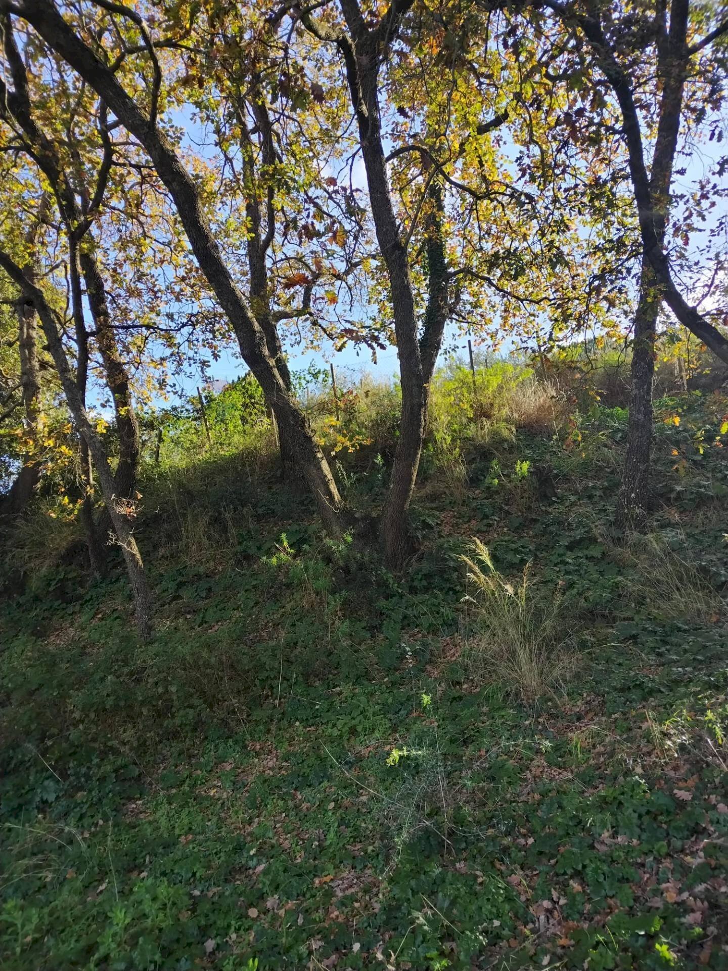 Giardino - Terreno agricolo Contrada Polleri
 
snc, Piazza Armerina - foto 2