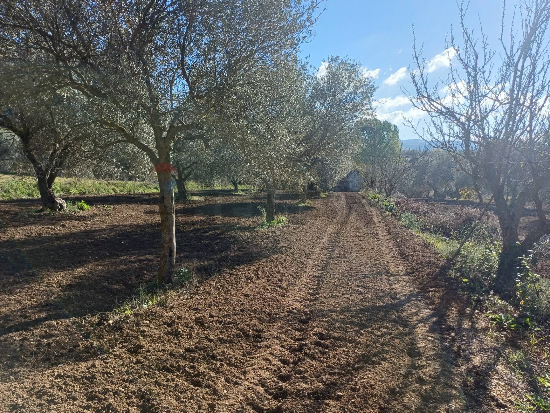 Giardino - Rustico C/da Pipitone, Chiaramonte Gulfi - foto 3