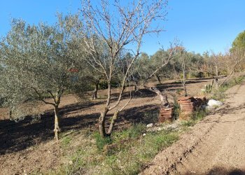 Giardino - Rustico C/da Pipitone, Chiaramonte Gulfi - foto 7