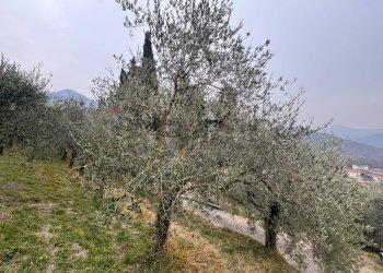 Giardino - Building land via Ganda, Cenate Sopra - photo 7