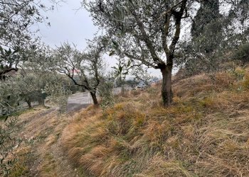 Giardino - Building land via Ganda, Cenate Sopra - photo 8