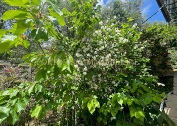 Giardino - Villa via Carcassoni, 9, Rapallo - foto 8