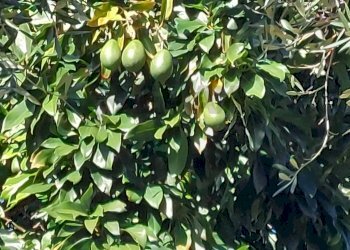 Giardino - Casa semi indipendente Via Castellaro
 
2, Zoagli - foto 18