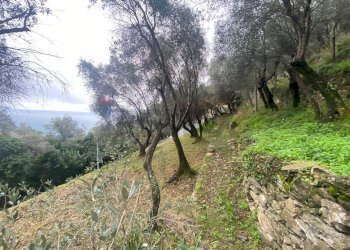 Giardino - Casa semi indipendente Via Castellaro
 
2, Zoagli - foto 19