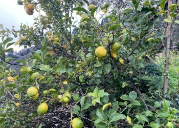 Giardino - Casa semi indipendente Via Castellaro
 
2, Zoagli - foto 20