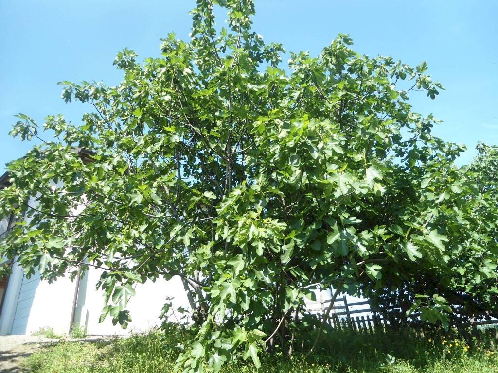 Giardino - Casa indipendente via San Martino, Monte San Pietro - foto 3