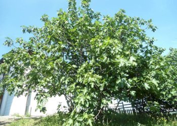 Giardino - Casa indipendente via San Martino, Monte San Pietro - foto 3