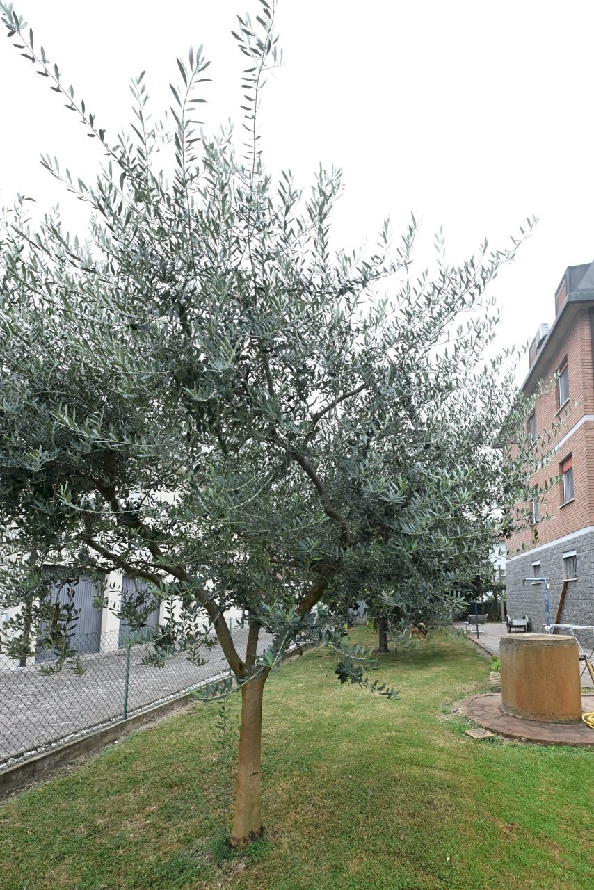 DSC_3720.jpg - Villa Trifamiliare Campogalliano - foto 1