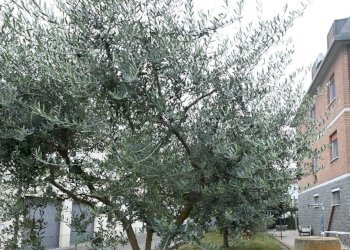 DSC_3720.jpg - Villa Trifamiliare Campogalliano - foto 1