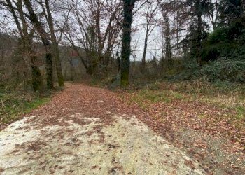 Giardino - Terreno agricolo Imbersago - foto 4