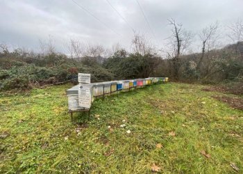 Giardino - Terreno agricolo Imbersago - foto 34