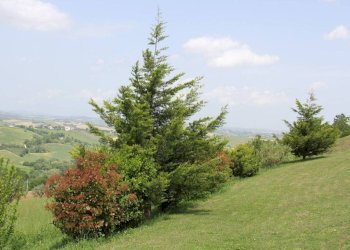 Terreno - Rustico Frazione Piticchio, Arcevia - foto 38