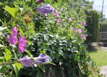 Giardino - Rustico Frazione Piticchio, Arcevia - foto 50