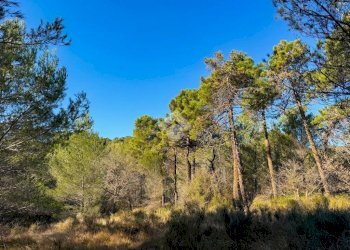 Terreno edificabile Strada Comunale del Piano, Cipressa - foto 4