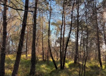 Terreno edificabile Strada Comunale del Piano, Cipressa - foto 18