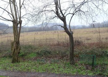 Foto 13 - Rustico Montespertoli - foto 13