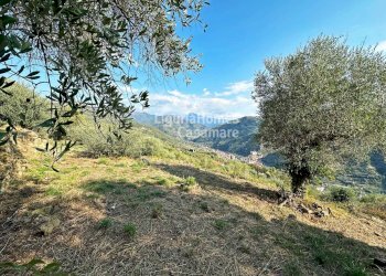 Foto 9 - Terreno edificabile Via Tornatore, Dolceacqua - foto 9