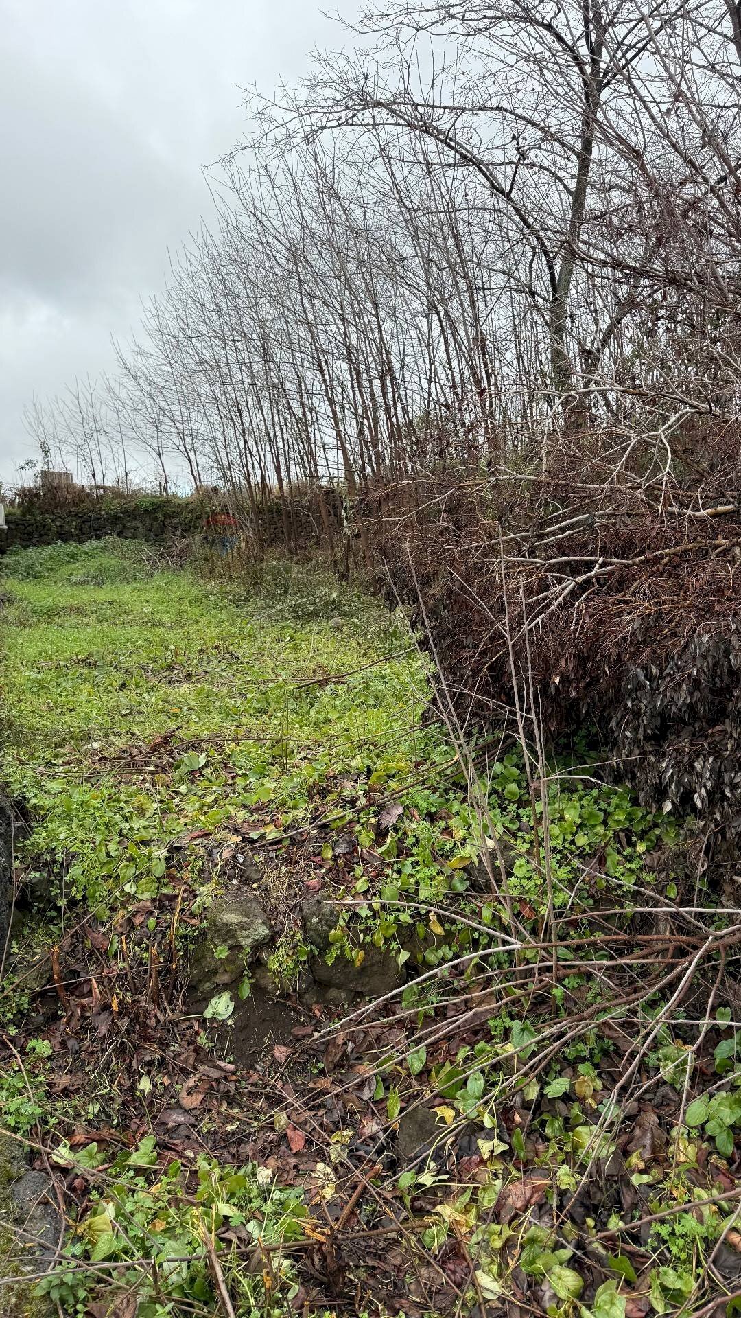 Giardino - Terreno agricolo Via Cimitero Santa Lucia
 
35, Aci Sant'Antonio - foto 3