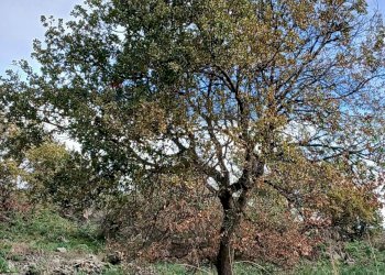 Giardino - Agricultural land Via Fratelli Cairoli (Palmintelli)
snc, Belpasso - photo 8