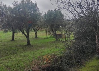 Giardino - Villa contrada malcristiano
 
snc, Piazza Armerina - foto 4