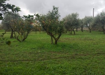 Giardino - Villa contrada malcristiano
 
snc, Piazza Armerina - foto 9