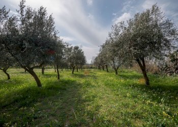 Giardino - Villa contrada malcristiano
 
snc, Piazza Armerina - foto 7